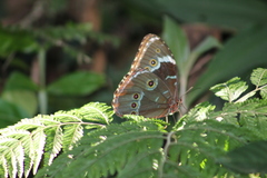 Morpho helenor achillides