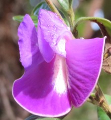 Periandra mediterranea