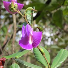 Periandra mediterranea