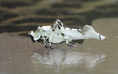 Lichenomorphus fuscifrons