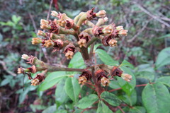 Spiranthera odoratissima