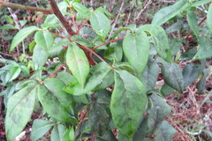 Spiranthera odoratissima