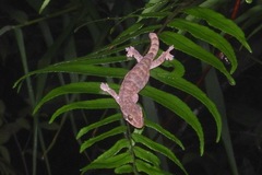 Hemiphyllodactylus titiwangsaensis