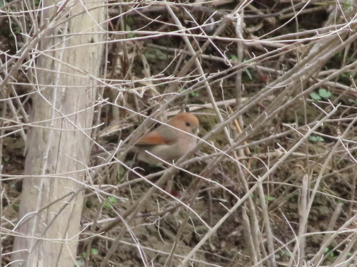 Vinous-throated Parrotbill