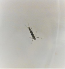 Conopomorpha cyanospila