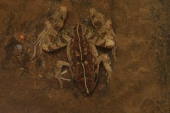 Limnonectes malesianus