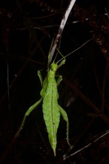 Heteropteryx dilatata