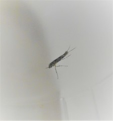 Conopomorpha cyanospila