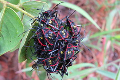 Pachylis pharaonis