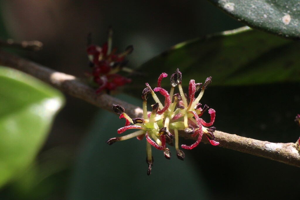 Distyliopsis dunnii