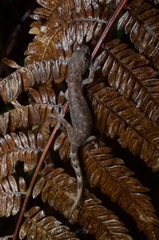 Hemiphyllodactylus titiwangsaensis