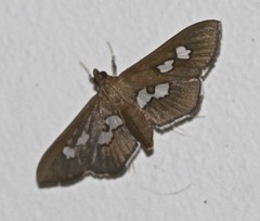 Omiodes odontosticta