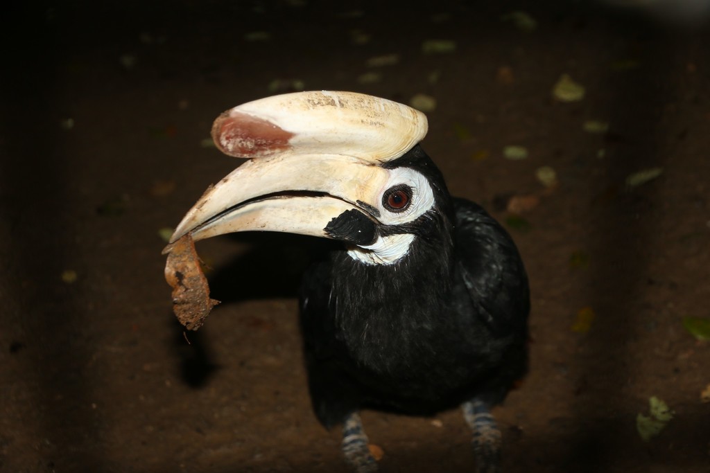 Palawan Hornbill photo