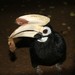 Palawan Hornbill - Photo (c) Øyvind Holmstad, some rights reserved (CC BY-SA)