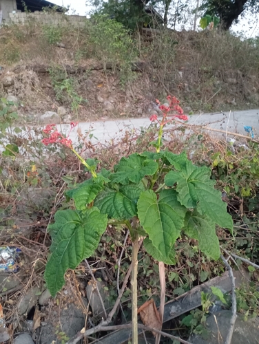 Clerodendrum intermedium observed 2026-03-27
