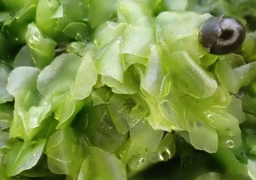 Įvairialapė gludutė nuotrauka