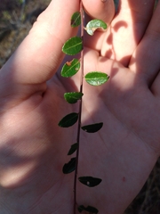 Vaccinium crassifolium