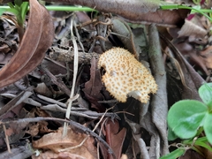 Agaricales