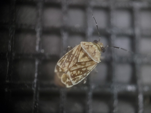 Monalocorisca maculata
