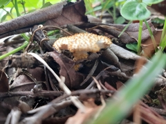 Agaricales