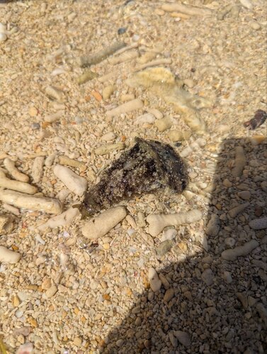 Dolabella auricularia