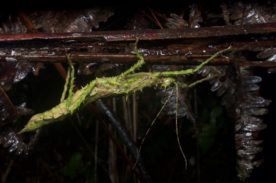 Heteropteryginae