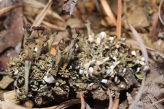 Cladonia subcariosa