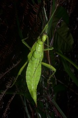 Heteropteryx dilatata