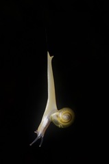 Helicarionidae