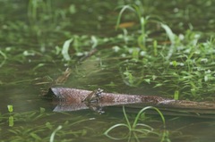 Limnonectes paramacrodon