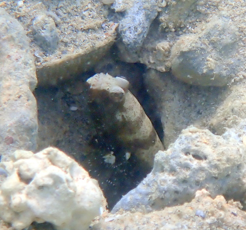 Cryptocentrus leucostictus observed 2026-03-27