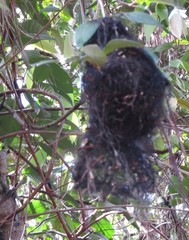 Tolmomyias sulphurescens