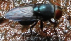 Chloroprocta idioidea