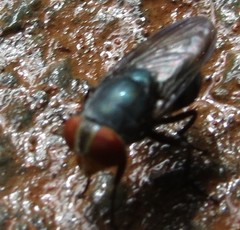 Chloroprocta idioidea