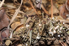 Cladonia subcariosa