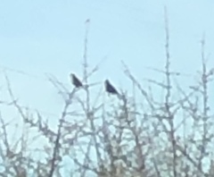 Spizelloides arborea