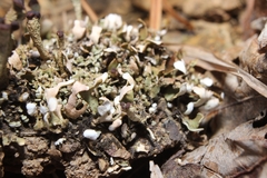 Cladonia subcariosa
