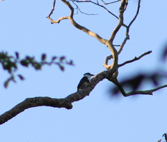 Notharchus swainsoni