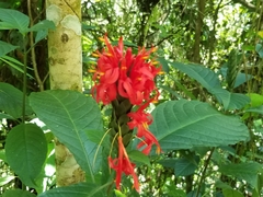 Pachystachys coccinea