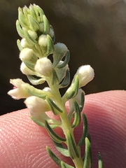 Phylica purpurea pearsonii