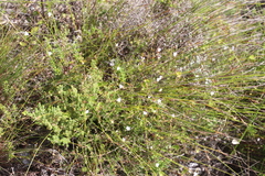Prismatocarpus schlechteri
