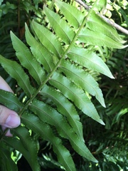 Nephrolepis biserrata