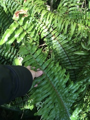 Nephrolepis biserrata