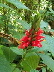 Pachystachys coccinea