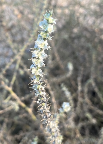 Prickly Russian Thistle (Salsola tragus)