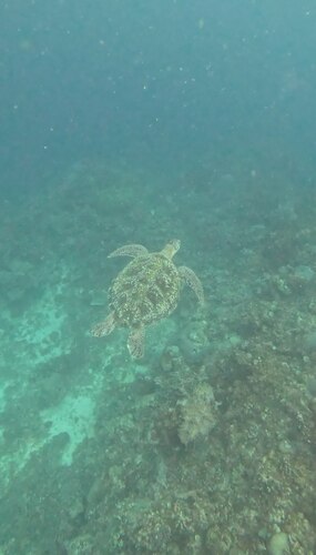 Chelonia mydas