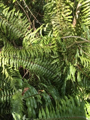 Nephrolepis biserrata