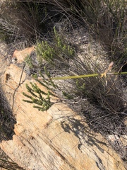 Phylica purpurea pearsonii