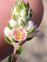 Phylica purpurea pearsonii