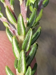 Phylica purpurea pearsonii